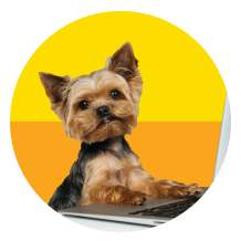 Pet Supplies — Averon Digital LLC